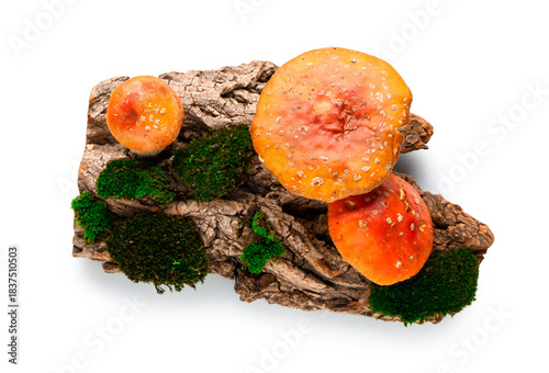 Tree bark with green moss a...