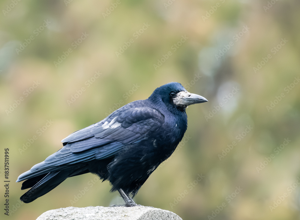 Fototapeta premium black crow