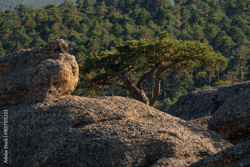 Rock formations and pine trees in the Castroviejo nature reserve, in Duruelo de la Sierra, Soria, Castile and Leon, Spain.