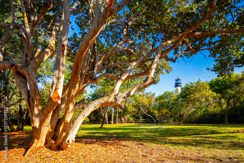Cape Florida Lighthouse seen in distance from park at Key Biscayne