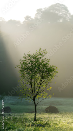Single Young Tree in Misty Meadow With Sun Rays Breaking Through Fog