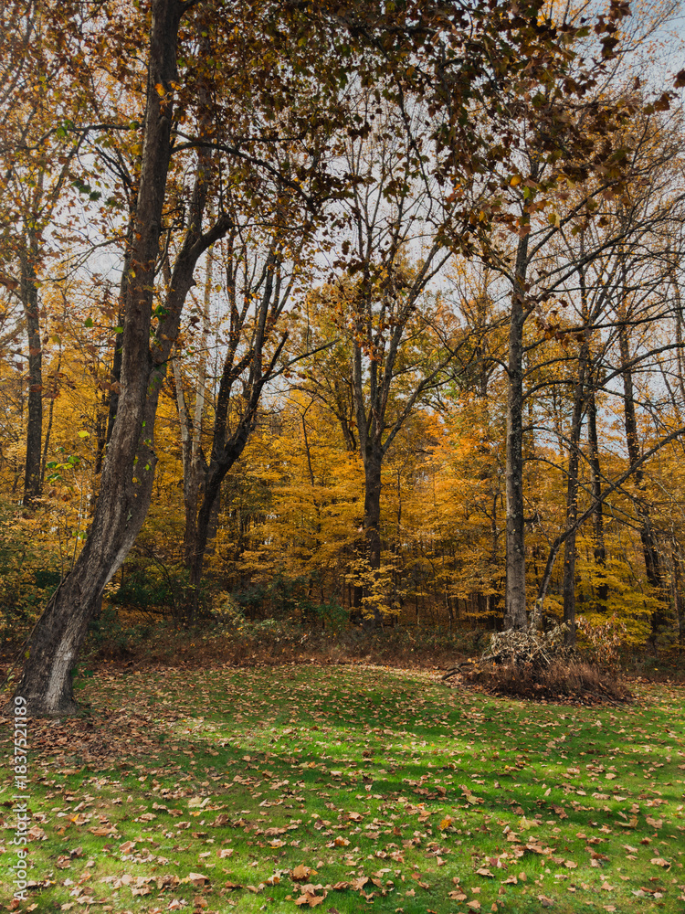 Fototapeta premium Autumn forest edge with golden foliage and scattered leaves on a bright green grassy clearing