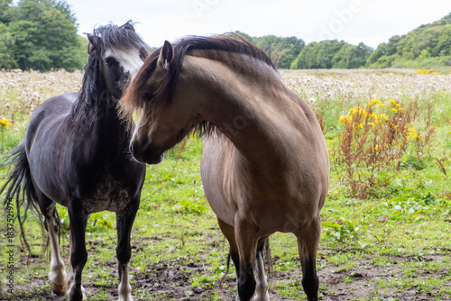 Horses at Eglinton Country Park near Glasgow, Scotland, UK. The park provides designated trails for horse riding, popular spot for equestrian activities. Great for walking, cycling, family outings. 