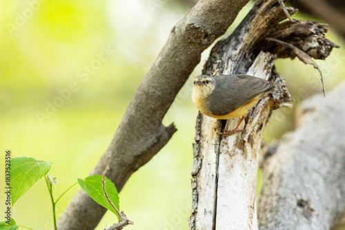 Small Long-billed crombec perched in a wooded grassland in Moremi Game Reserve, Botswana