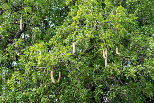 Peculiar sausage-shaped fruit of a Sausage tree growing in a savanna in Moremi Game Reserve in Okavango delta, Botswana
