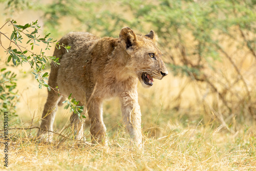 A young Lion moving through shrubs in Okavango delta in Moremi Game Reserve, Botswana