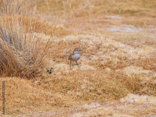 Puna Miner   in the Grasses in the Altiplano