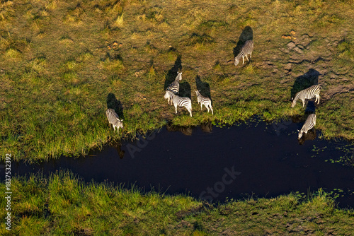 An aerial of a herd of Burchell's zebras drinking from a small stream in Okavango delta in Botswana