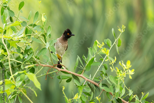 African red-eyed bulbul perched on some greenish plants in  garden in Maun, Botswana