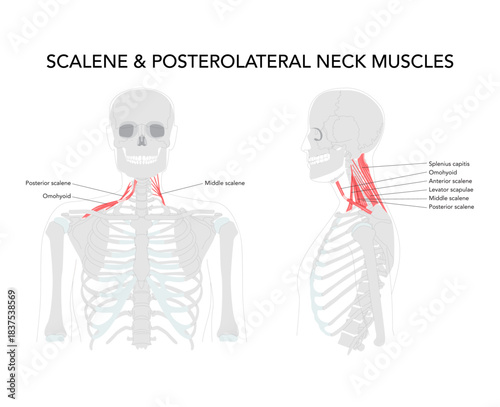 Scalene and posterolateral neck muscles - muscles on the side and back of the neck including scalene group, levator scapulae, splenius capitis and cervicis responsible for neck movement, rib elevation