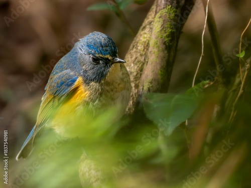 森の薄暗い藪の中で食べ物を探しているルリビタキの雄のクローズアップ
