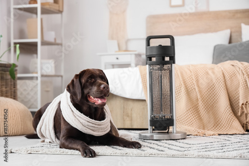 Cute Labrador dog with warm...