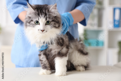 Veterinarian examining cute...