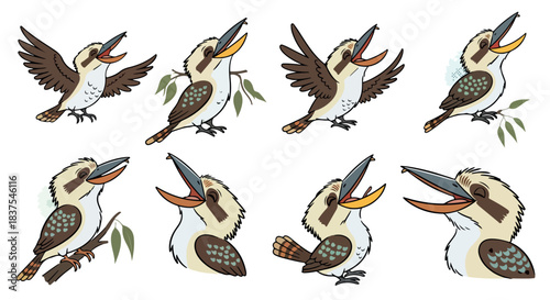 Kookaburra bird poses with transparent background