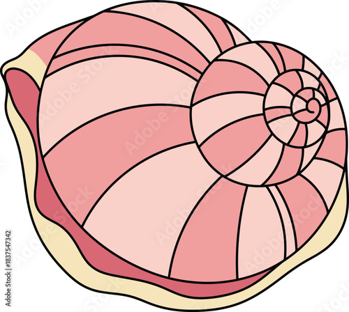Pink Spiral Seashell Illustration