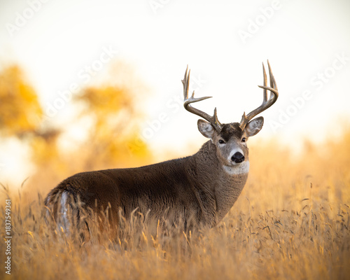 Mature White-tailed deer (odocoileus virginianus) standing broadside in clearing during fall deer rut Colorado, USA