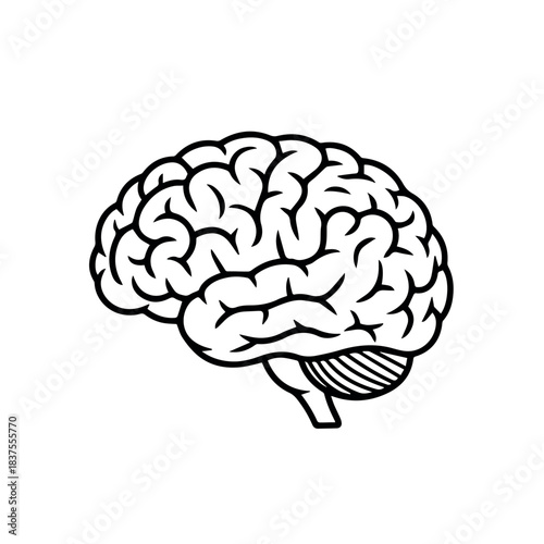 Brain illustration for medical education and neuroscience research study with human mind and anatomy concept