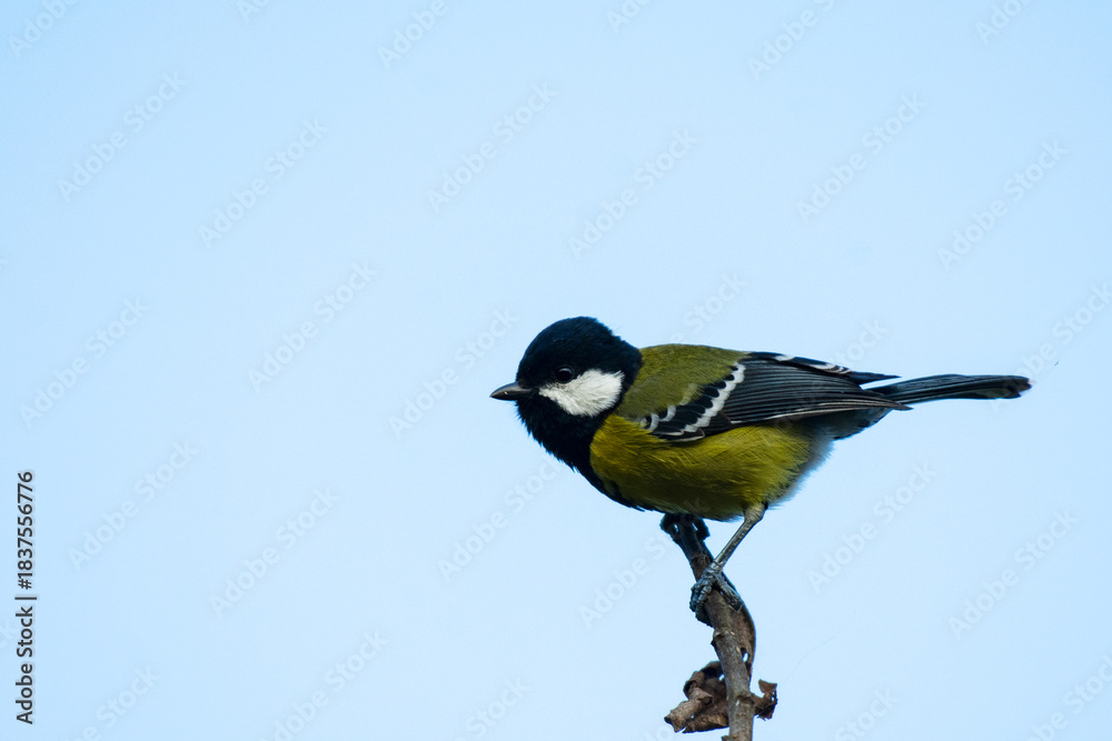 Obraz premium Green-backed Tit perched on dead branch in a remote Himalayan village
