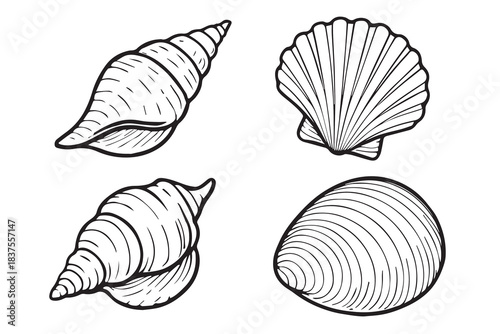 Elegant monochrome vector art featuring four different seashell shapes: a spiraled nautilus, a fan scallop, a smooth clam, and a textured oyster shell, ideal for coastal branding.