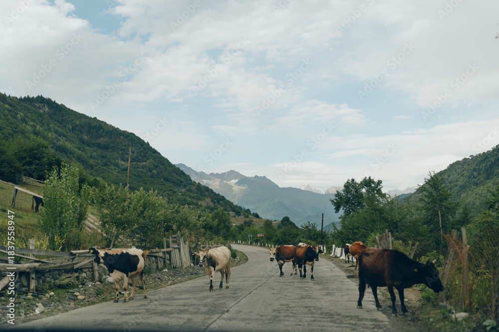 Obraz premium Cows rural road mountains herd village pasture landscape, cattle crossing rustic lane with authentic countryside and inclusive mood