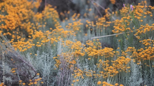 Close-Up of Santolina (Cotton Lavender) Growing in a Park