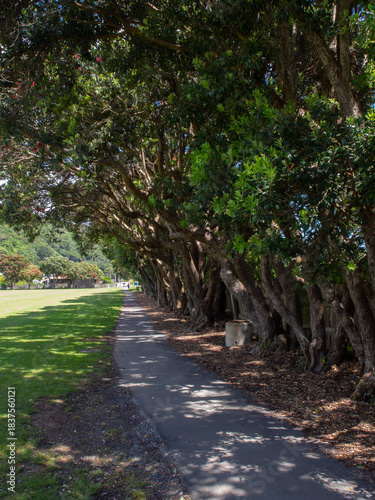 Path under Pohutukawa trees in Eastbourne, New Zealand