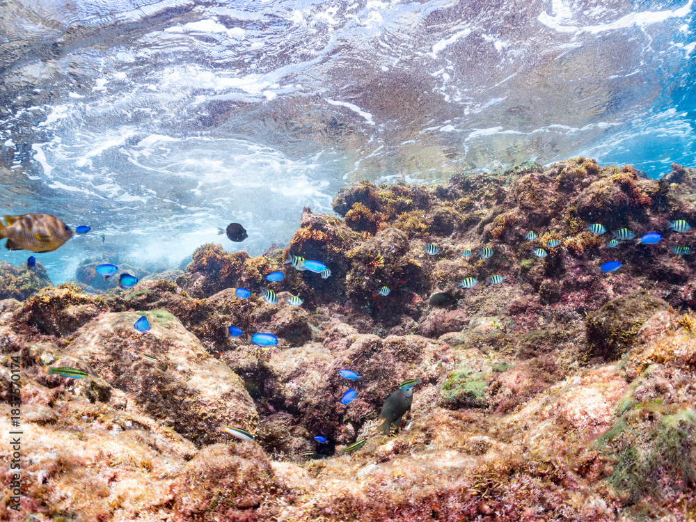 Obraz premium キンギョハナダイ, ハナダイ亜科, Sea Goldie, Pseudanthias squamipinnis, ソラスズメダイ, スズメダイ科, Heavenly Damselfish, Pomacentrus coelestis, 他の群れ。 ヒリゾ浜南伊豆町中木 静岡県伊豆半島-2025 日本有数のシュノーケリングスポット。 夏の数カ月間だけ渡し船で行ける。 水質透明度魚影が素晴らしい。 