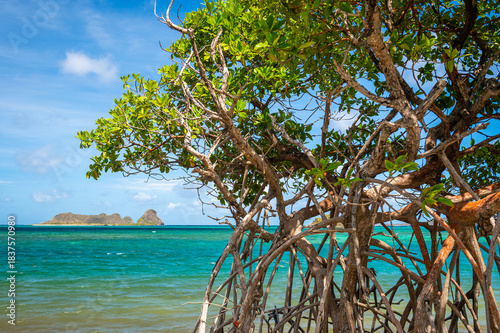 Mangrove trees and tropical turquoise waters of Hermitage seascape on Carriacou in the West Indies