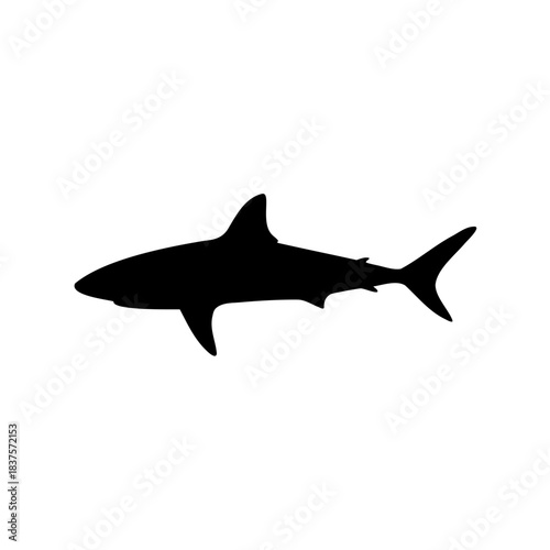 Silhouette of a Great White Shark swimming gracefully in the ocean water