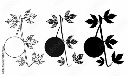 outline and silhouette passion fruit (Passiflora edulis) icon set.for design agriculture, botany,health, fruits,and nature concepts.vector illustration isolated white background.