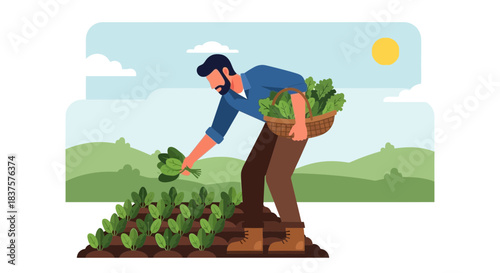 Hardworking farmer harvesting fresh organic spinach in sunny field, healthy eating and sustainable agriculture, farm to table lifestyle, originally vector graphics