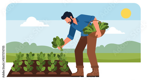 Harvesting fresh spinach, a farmer tends his vegetable garden on a sunny day, enjoying the bounty of his land, promoting organic farming and healthy eating