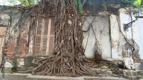 an antique and vintage looking tree root house full of history in Semarang Indonesia