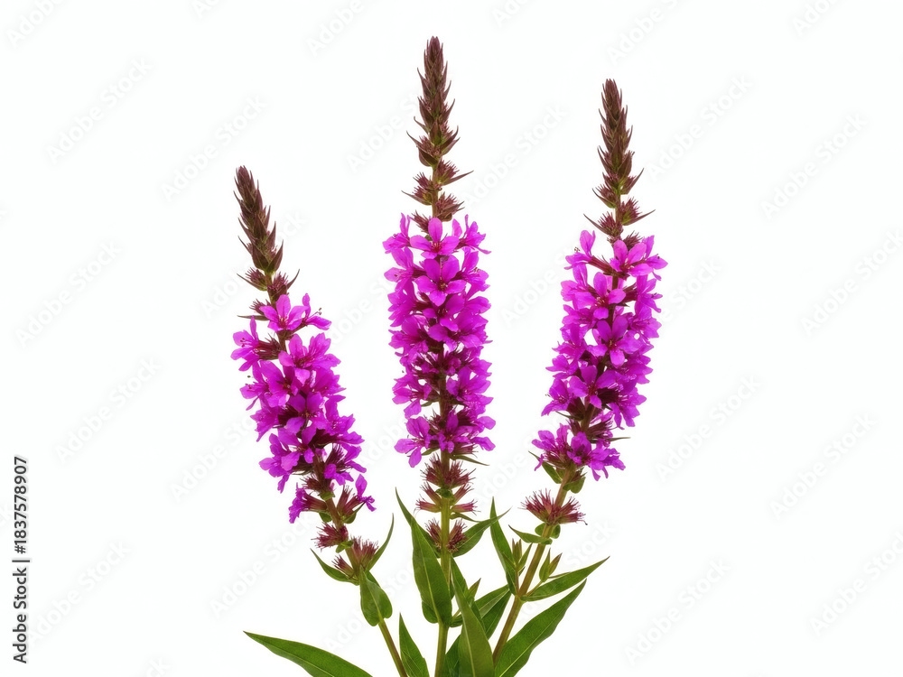 Naklejka premium Fleurs Sauvages Violettes et Beauté Naturelle 