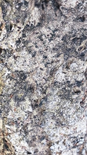 Beautiful wood root texture suitable for wallpaper and illustration