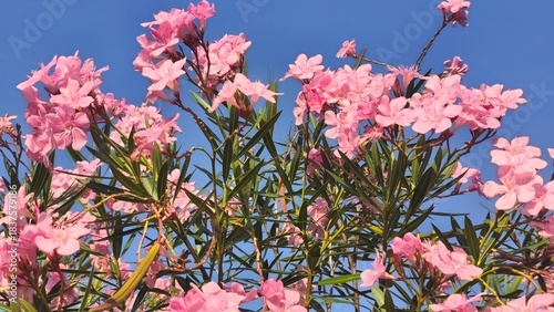 Butter flower, oleander or Japanese flower (Nerium oleander) is a shrub plant belonging to the Apocynaceae family originating from northern Africa, the eastern Mediterranean and also Southeast Asia.
