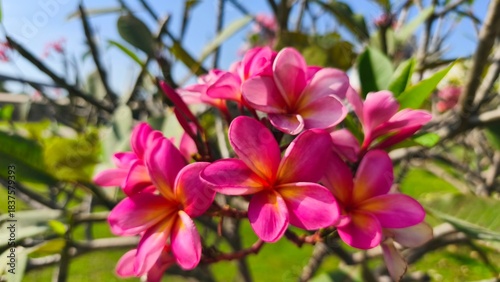 close up of a beautiful red plumeria rubra flower in bloom