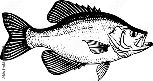 Monochrome crappie fish brushstroke illustration in expressive s
