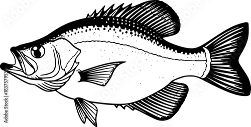 Monochrome crappie fish brushstroke illustration in expressive s
