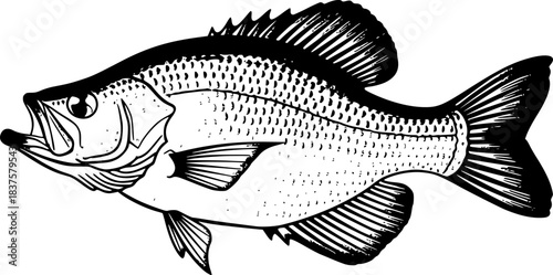 Monochrome crappie fish brushstroke illustration in expressive s
