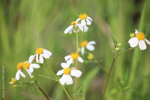 close up of ketul flowers or bidens pilosa and bidens alba which are blooming and beautiful