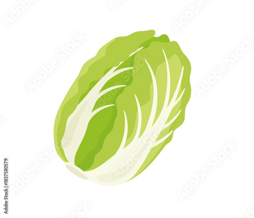 白菜,フラットイラスト