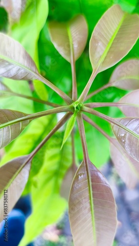 close up photo of mango leaf texture which is suitable for wallpaper