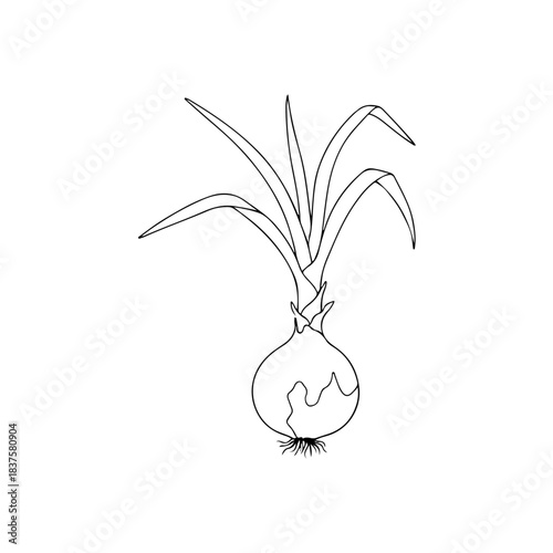 Onion outline isolated on transparent background