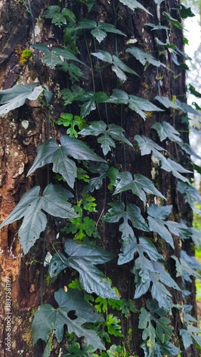green leaves of hedera helix climbing