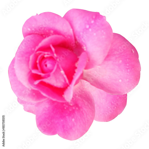 Wallpaper Mural pink rose isolated on white background Torontodigital.ca