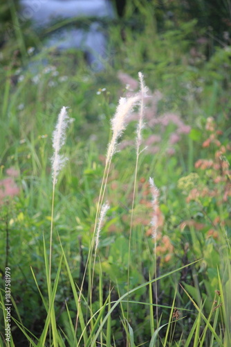 Close up Imperata cylindrica flowers or cogongrass flowers blowing in the wind