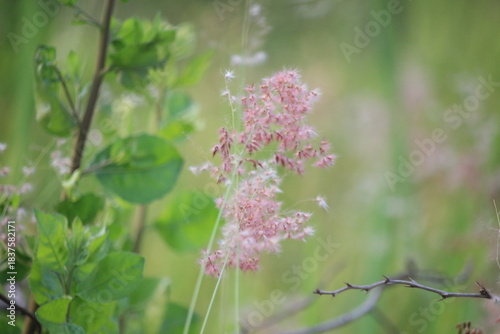 Close up Imperata cylindrica flowers or cogongrass flowers blowing in the wind