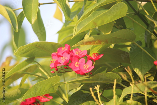 Peregrina flower (Jatropha integerrima) commonly known as peregrina or spicy jatropha