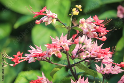 The betel leaf plant ( Red Clerodendrum thomsoniae) is a type of climbing ornamental plant belonging to the Lamiaceae family (formerly included in Verbenaceae) originating from tropical West Africa.